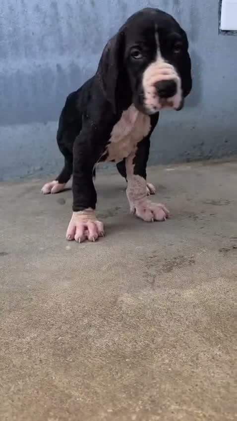 Pitbull Terrier Puppy, farm video