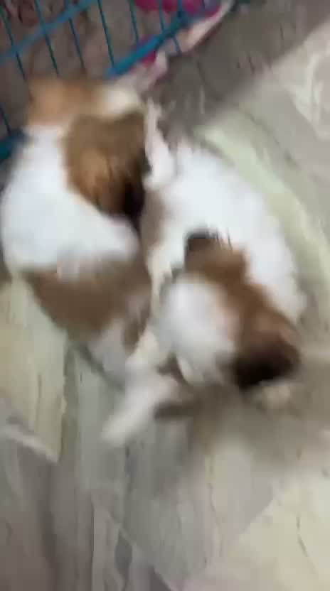 Shih Tzu | Black Color, farm video