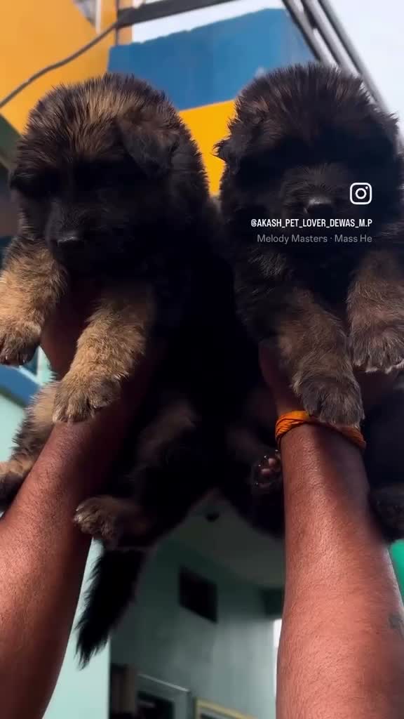 German Shepherd Puppy, farm video
