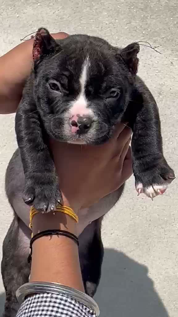 American Bully XXL Size Puppy, farm video