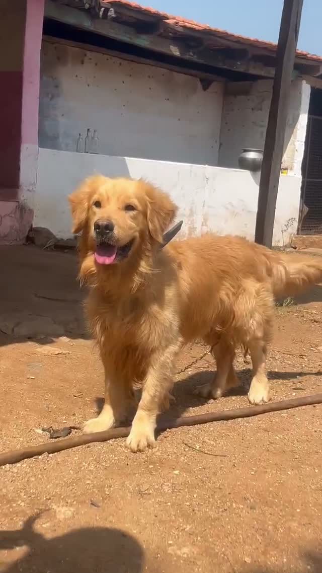Golden Retriever, farm video