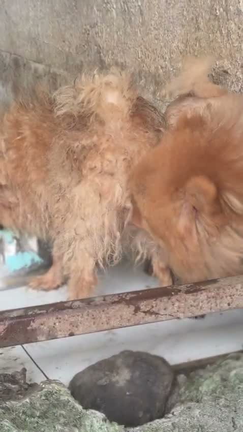 Pomeranian Puppy, farm video