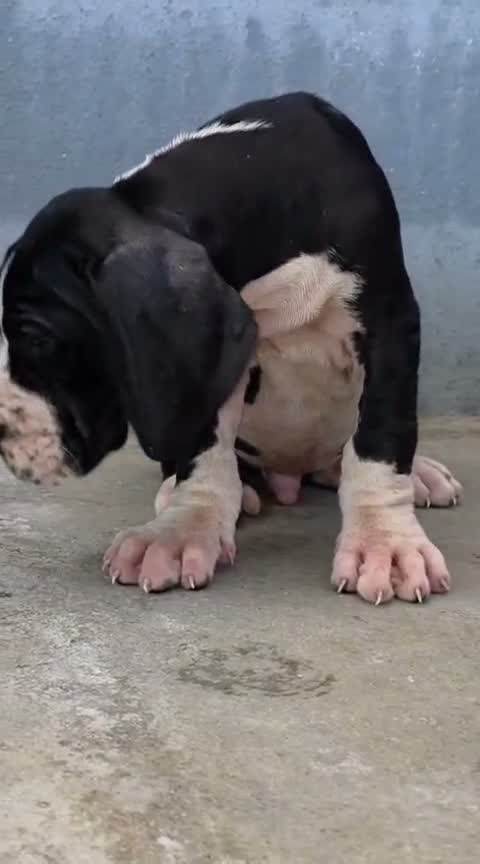 European Doberman Puppy | Black & Tan, farm video