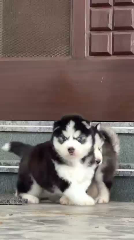 Siberian Husky Puppy | Black & White Color, farm video