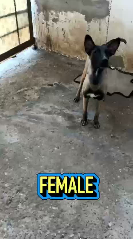 German Shepherd Puppy, farm video