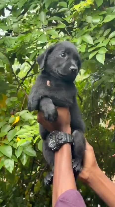Beagle Black & Tan Puppy, farm video