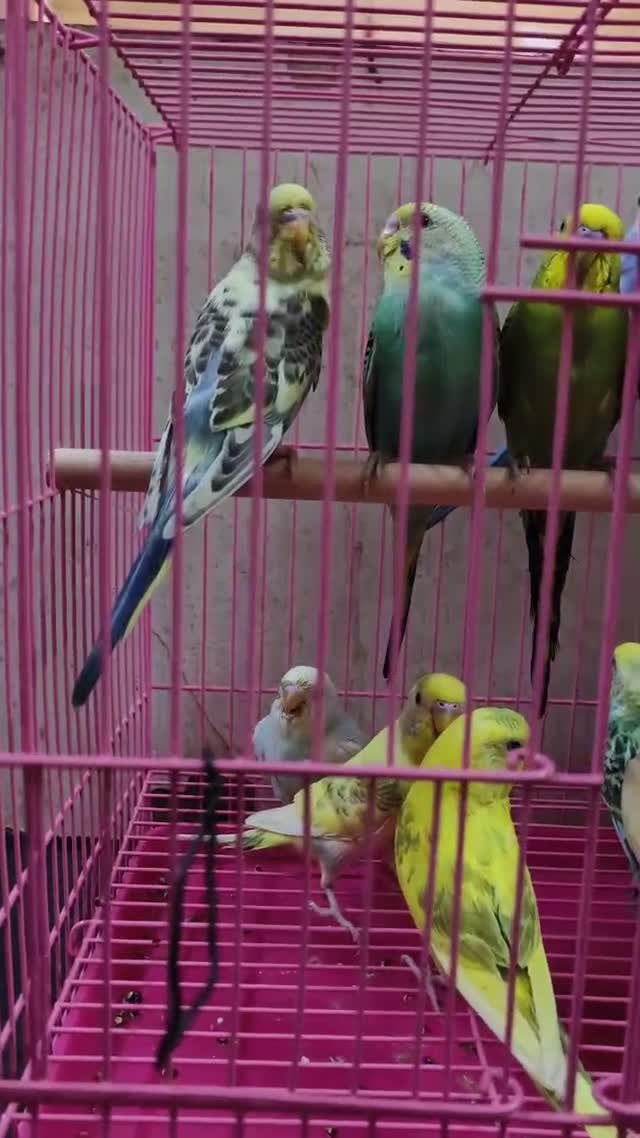 Budgies | Fallow, farm video