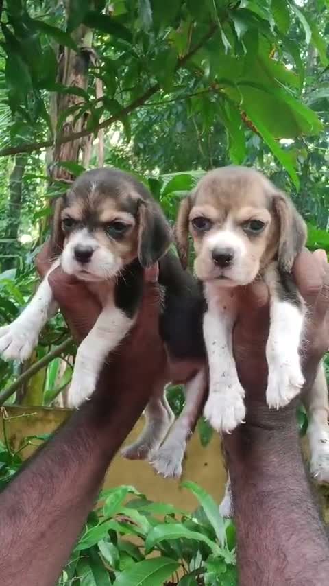 Beagle Black & Tan Puppy, farm video