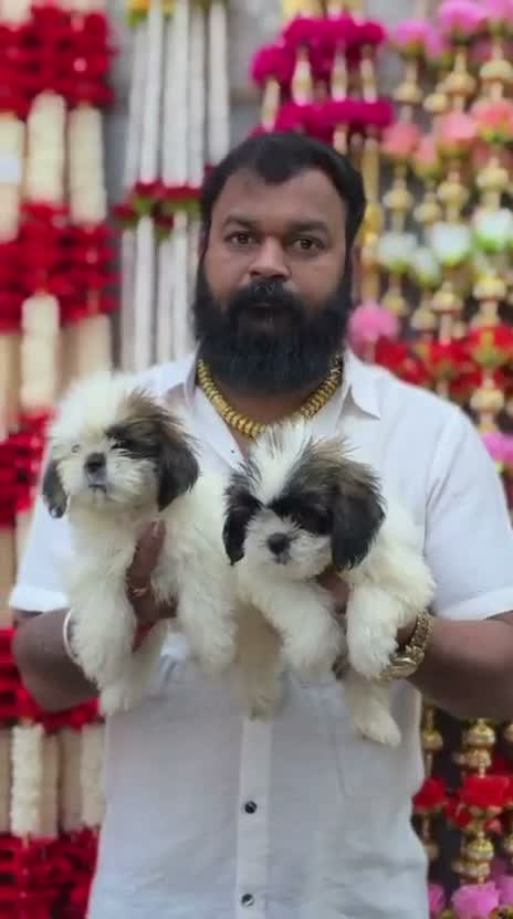 Shih Tzu | Black Color, farm video