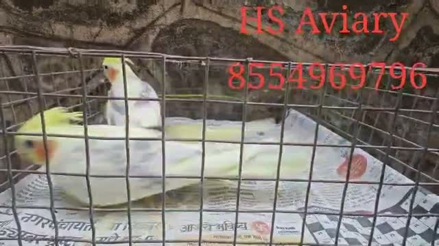 Cockatiel | Pied, farm video