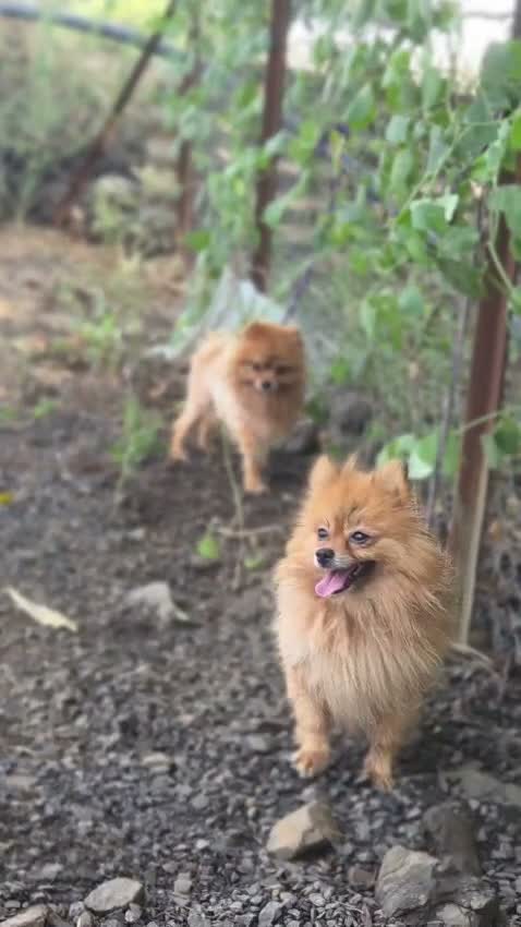 Pomeranian Puppy, farm video