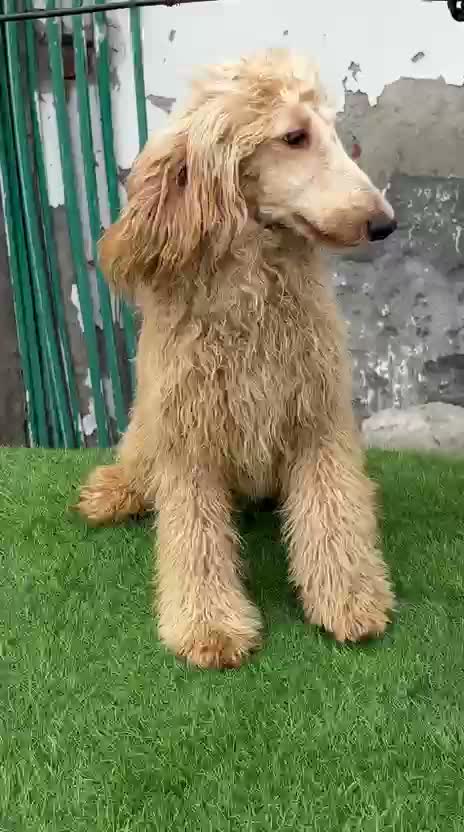 Standard Poodle Puppy, farm video