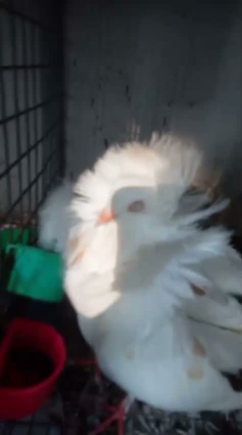 Lahori Pigeon, farm video
