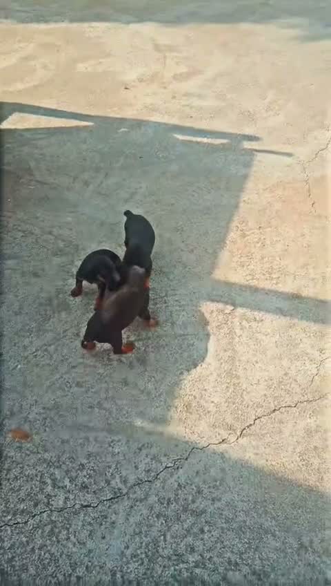 European Doberman Puppy | Black & Tan, farm video