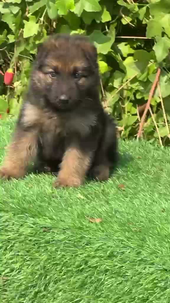 German Shepherd Puppy, farm video