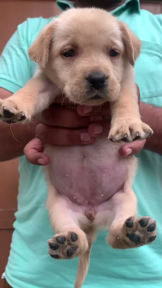 Beagle Black & Tan Puppy, farm video