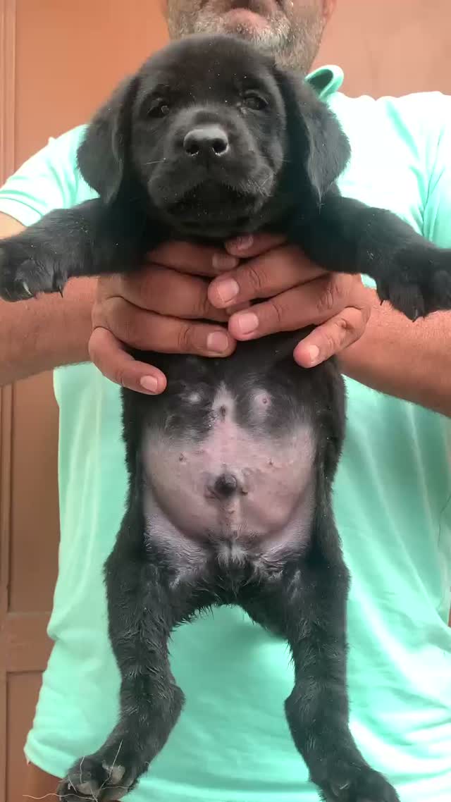 Beagle Black & Tan Puppy, farm video