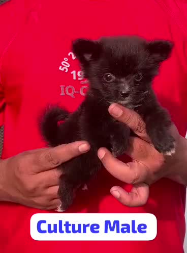 Culture Toy Pom Puppy | Black, farm video