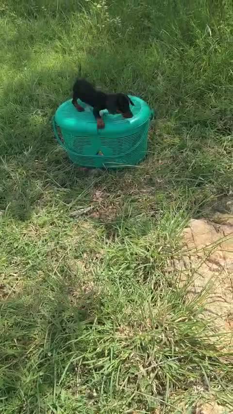 Dachshund Puppy | Brown, farm video