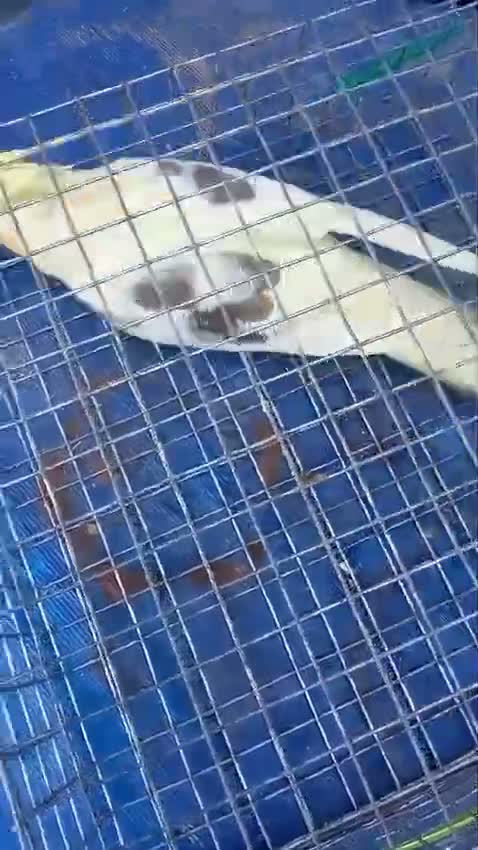 Cockatiel, farm video