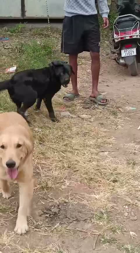 Beagle Black & Tan Puppy, farm video