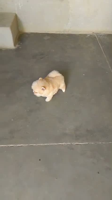 Pomeranian Puppy, farm video