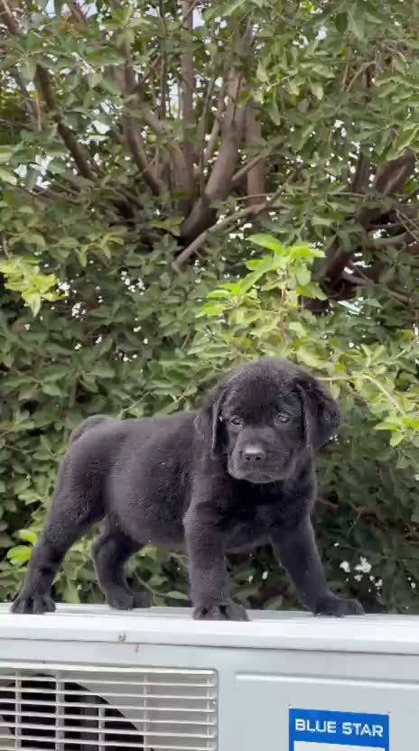 Dachshund Puppy | Brown, farm video