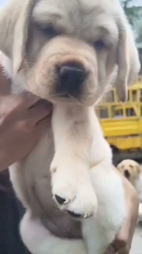 Dachshund Puppy | Brown & Tan, farm video