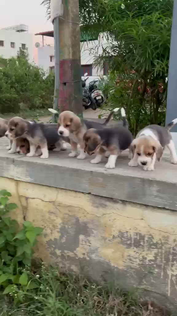 Beagle Black & Tan Puppy, farm video