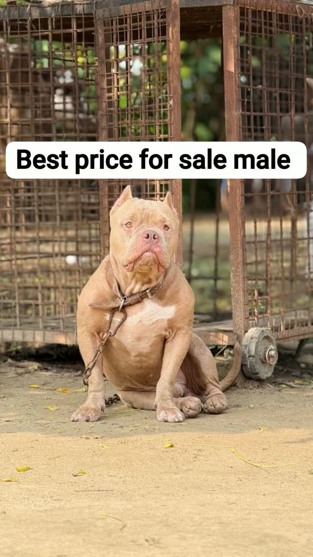 Cane Corso Puppy | Blue, farm video