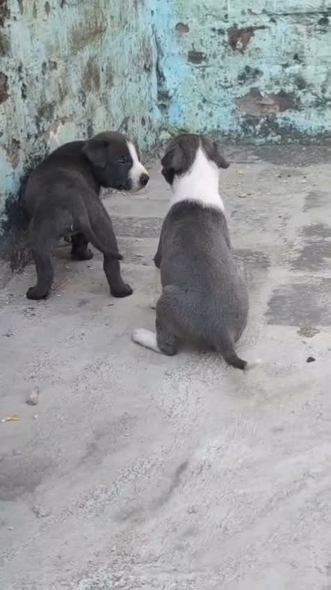 Pitbull Terrier Puppy, farm video