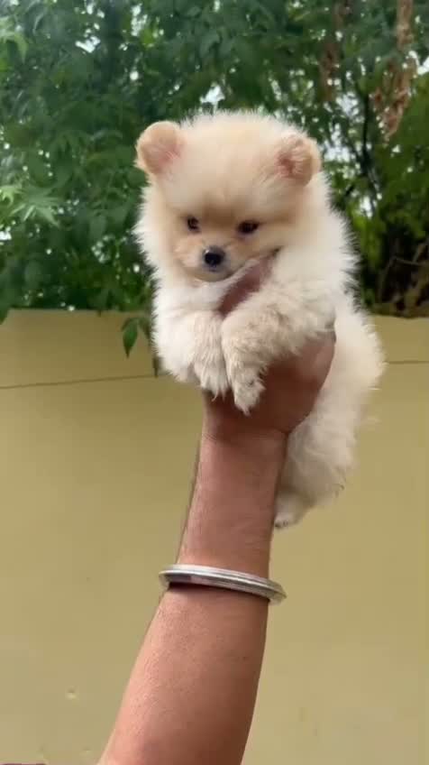 Pomeranian Puppy, farm video