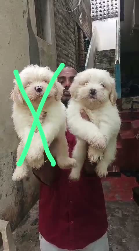 Shih Tzu | Black Color, farm video