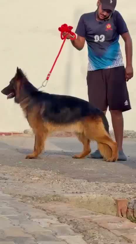German Shepherd Puppy, farm video