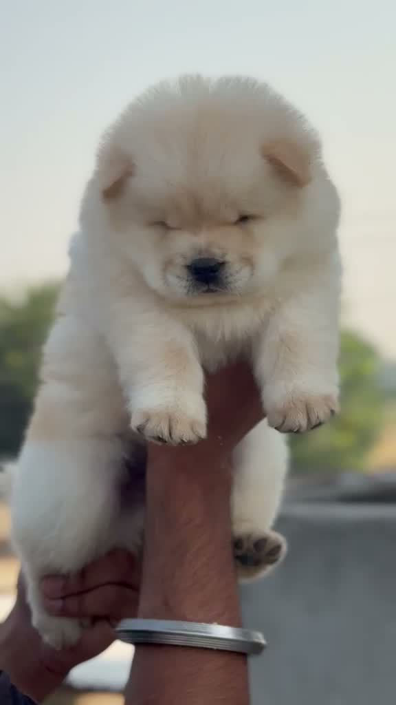 Chow Chow Puppies, farm video