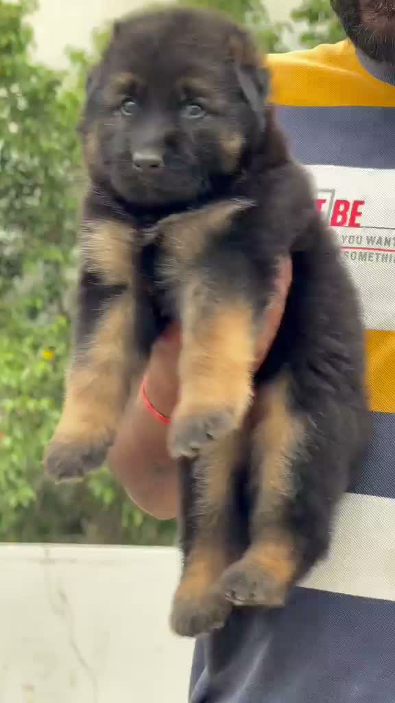 German Shepherd Puppy, farm video