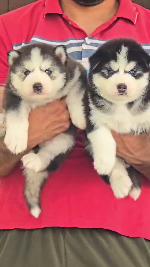 Siberian Husky Puppy | Black & White Color, farm video