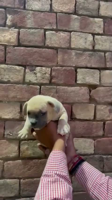 American Bully Pocket Size Puppy, farm video