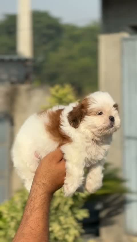 Shih Tzu | Black Color, farm video