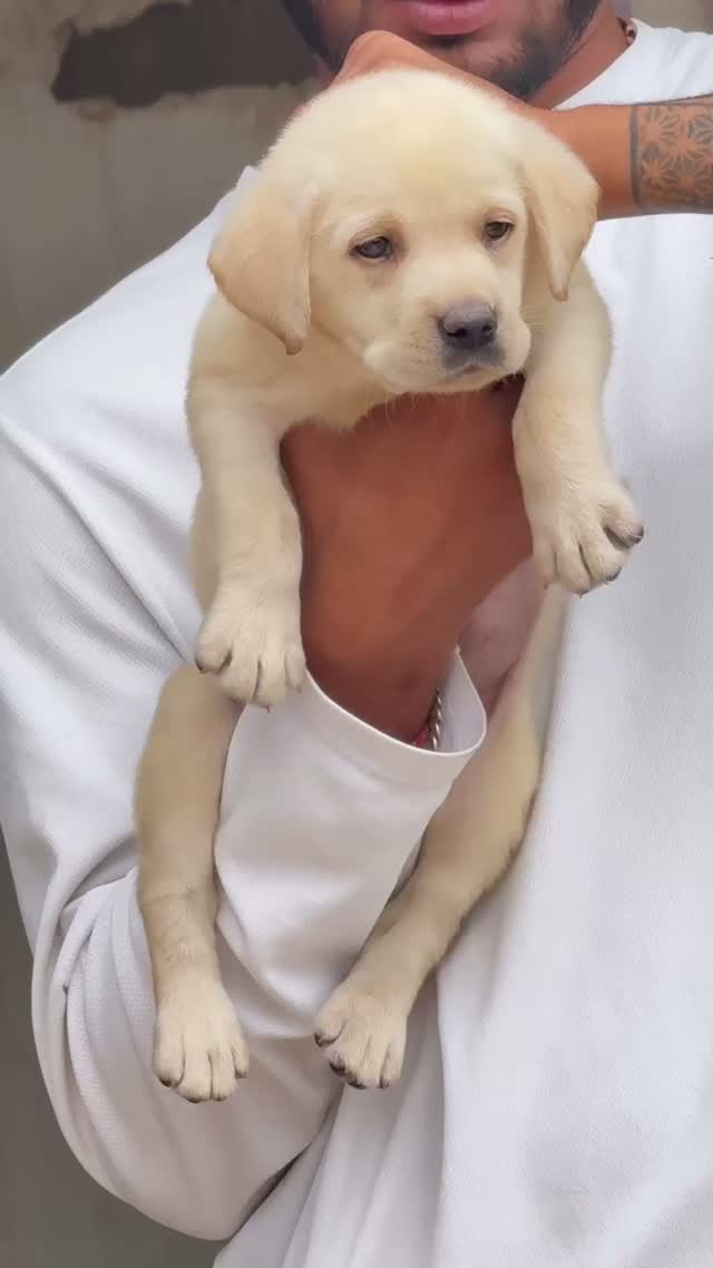Beagle Black & Tan Puppy, farm video