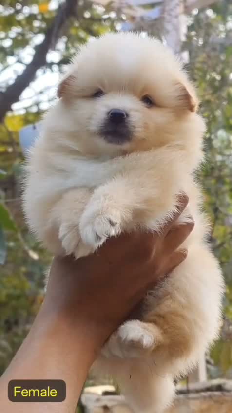 Dachshund Puppy | Brown, farm video