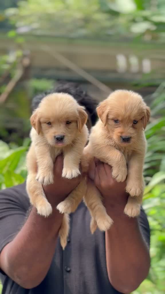 Labrador Retriever Puppy, farm video