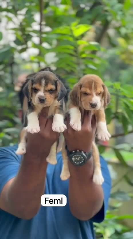 Beagle Black & Tan Puppy, farm video
