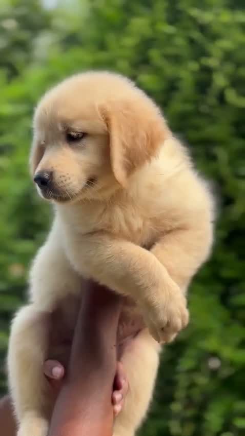 Golden Retriever, farm video