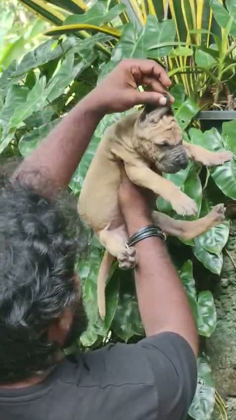 Great Dane Puppy, farm video