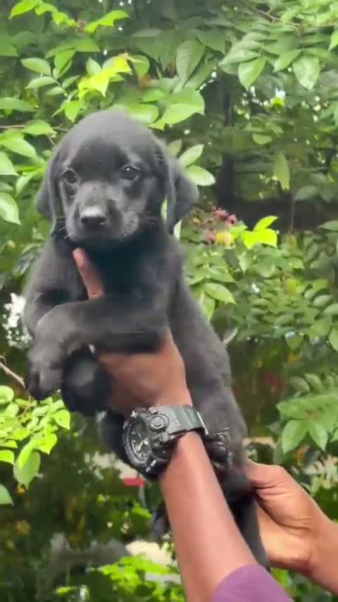 Beagle Black & Tan Puppy, farm video