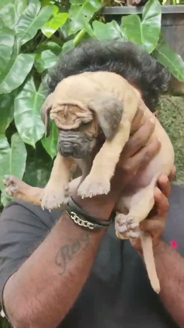 Great Dane Puppy, farm video