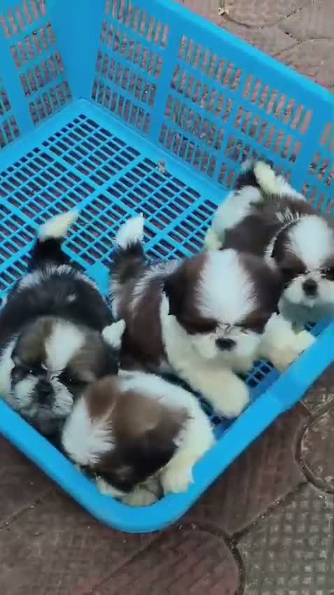 Shih Tzu | Black Color, farm video