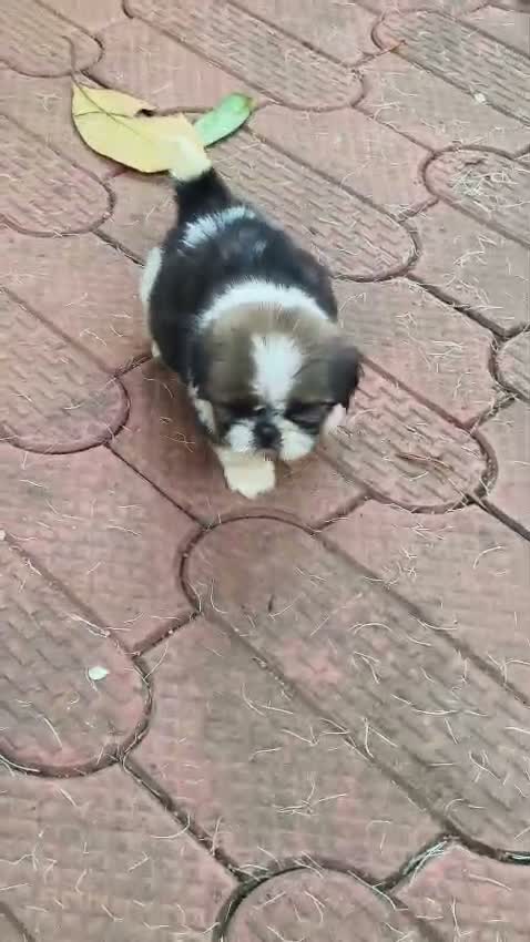 Shih Tzu | Black Color, farm video