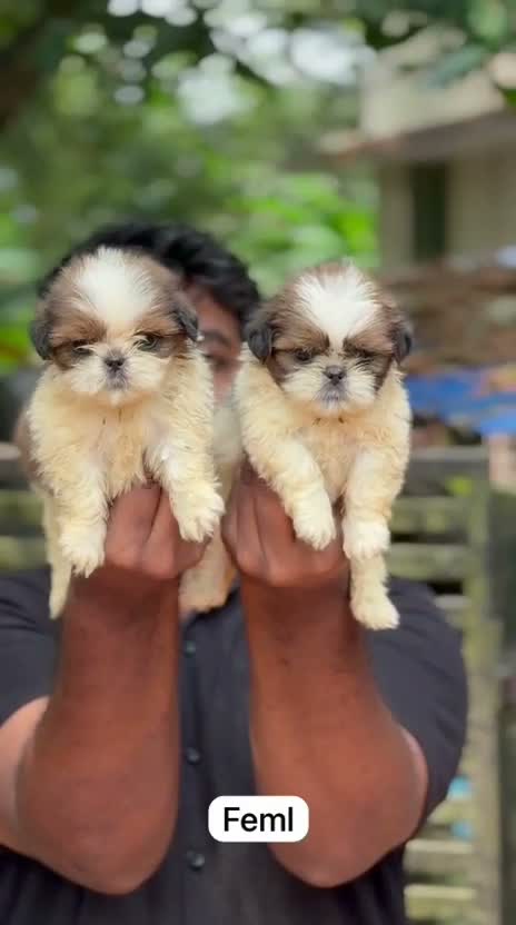 Shih Tzu | Black Color, farm video